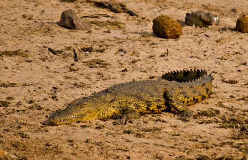 Cocodrilo - parque nacional de Chobe - Botswana 1.jpg